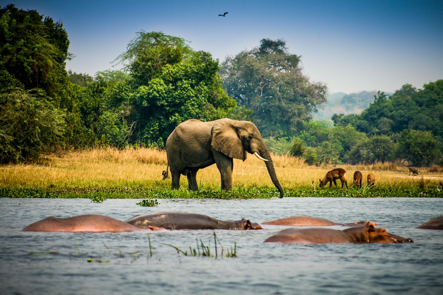 Safari scene